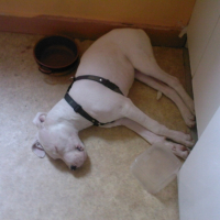 Photo #215936 de Diablo