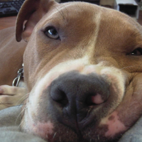 Photo #216044 de Elboy