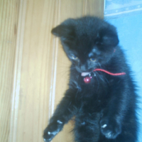 Photo #216083 de Shadow