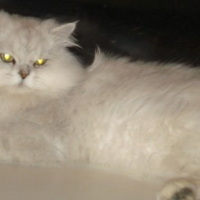Photo #216117 de Cristal lauri