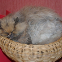 Photo #216158 de Naëma