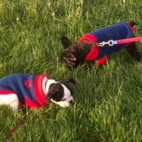 Photo #216160 de Mes petits chiots