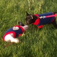 Photo #216164 de Mes petits chiots