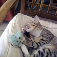 C'est mon nounours à moi !