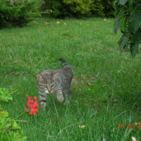 Il est où mon papillon ?