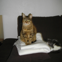 Abricot