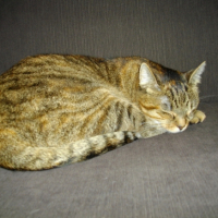 Abricot