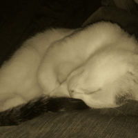 Photo #216238 de Katana
