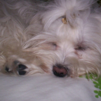 Sissy qui dOrt..