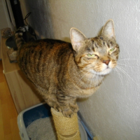 Abricot
