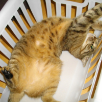 Abricot