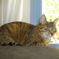 Abricot