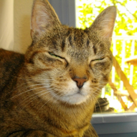 Abricot