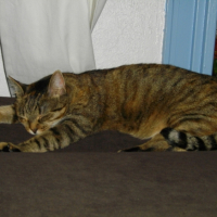 Abricot