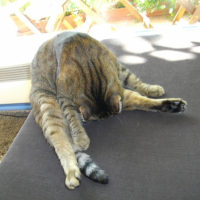 Abricot