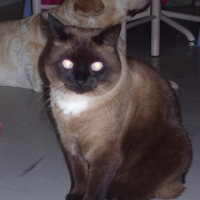 Photo #216297 de Ramsès