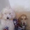 Chachou_et_titou