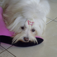Photo #216360 de Sissy