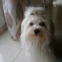 Photo #216367 de Sissy
