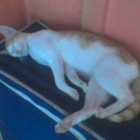 Photo #216374 de Bugiy