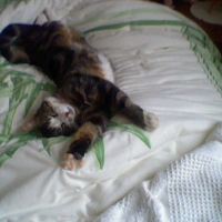 Photo #216403 de Pitchou