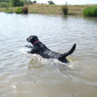 Photo #216493 de Scout
