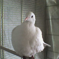 Photo #216499 de Coco