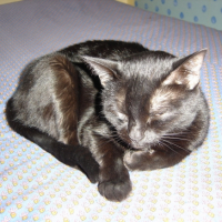 Photo #216514 de Vanille