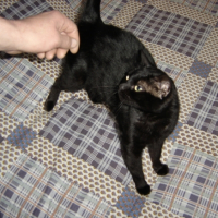 Photo #216515 de Vanille