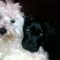 Photo #216597 de Boogy