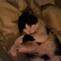 Photo #216613 de Kawa