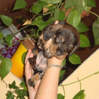 Photo #216631 de Chiots de denfer 