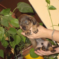 Photo #216632 de Chiots de denfer 