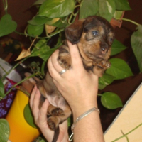 Photo #216633 de Chiots de denfer 