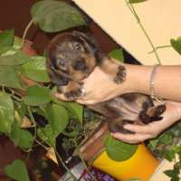 Photo #216634 de Chiots de denfer 