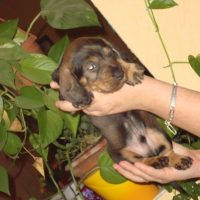 Photo #216635 de Chiots de denfer 