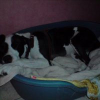 Photo #216656 de Snoop