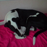 Photo #216657 de Snoop