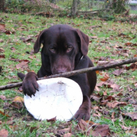 Photo #216683 de Doki