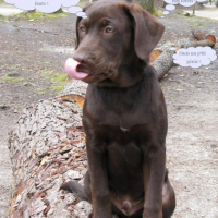 Photo #216684 de Doki