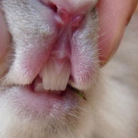 Photo #216744 de Panpan