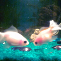 Photo #216755 de Maki