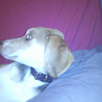 Photo #216759 de E. t. 