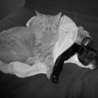 Photo #216851 de Mes petits chiots