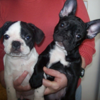 Photo #216852 de Mes petits chiots