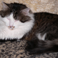 Moi, en mode SKAT CAT, hein mon Tigroo!!