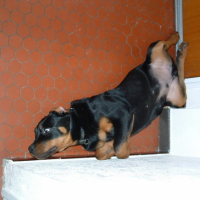 Photo #217004 de Taz