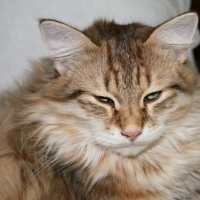 Photo #217011 de Clooney dit georges
