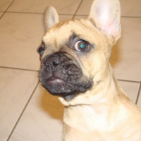 Photo #217016 de Diesel