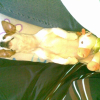 dyna_1_272_